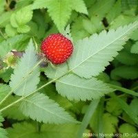 Rubus rosifolius Sm.